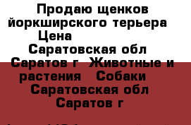 Продаю щенков йоркширского терьера. › Цена ­ 10000-15000 - Саратовская обл., Саратов г. Животные и растения » Собаки   . Саратовская обл.,Саратов г.